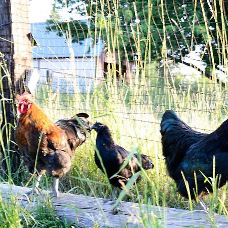 Ashland Cabin On 170 Acres With Mtn Views And Sauna! Eksteriør bilde